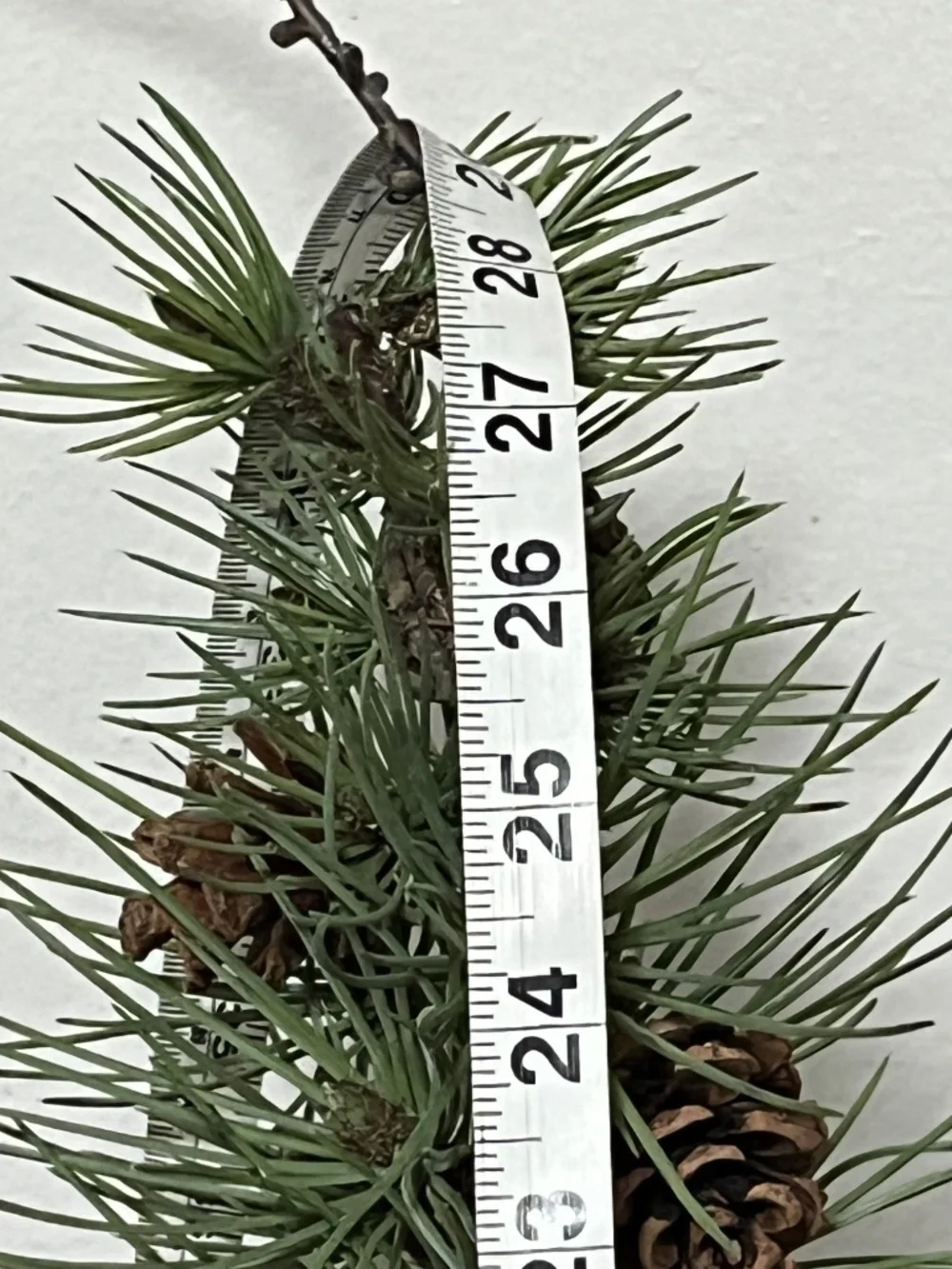 West Elm Faux Potted Pine Tree with pinecones.  Approx. 3ft.